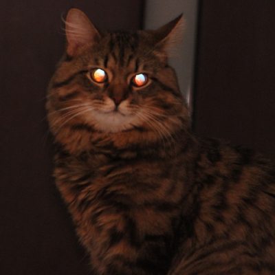 Малахова Валерия, «Марсиане под прикрытием»