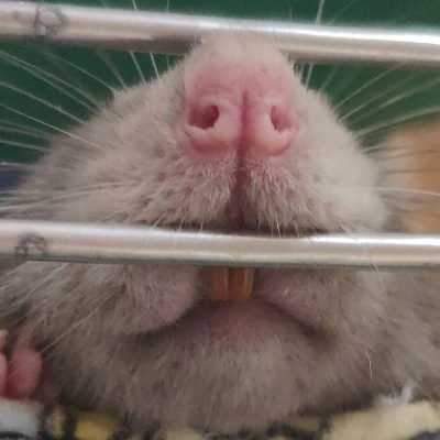 Максим Маркин, "Чтобы зубы не болели И блестели как мои, Щеткой чисти, встав с постели Каждый зуб минуты три!"
