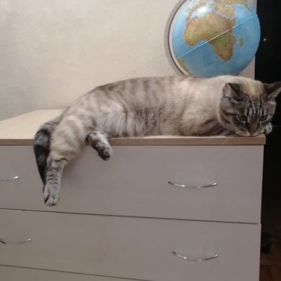 Мощенко Егор, "Ох уж, эта дистанционка"