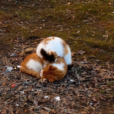Хлобыстов Тимофей "Идиллия"
