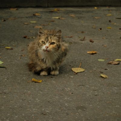 Иванова Екатерина, "Усталость"